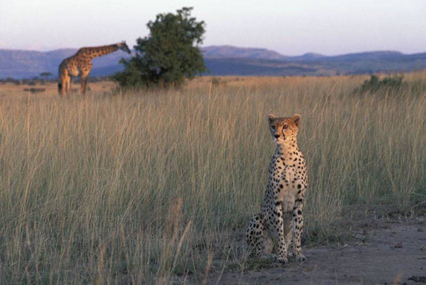 Гепард животное. описание, особенности, виды, образ жизни и среда обитания гепарда