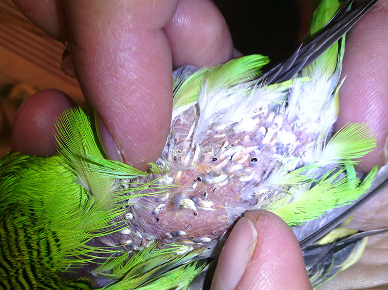 Болезни волнистых попугаев: симптомы, уход и лечение
