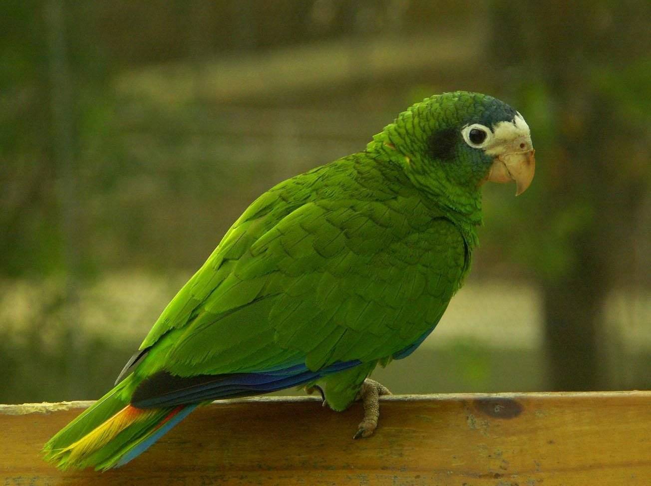 Сколько живут ожереловые попугаи в домашних условиях и дикой природе (обновлено)