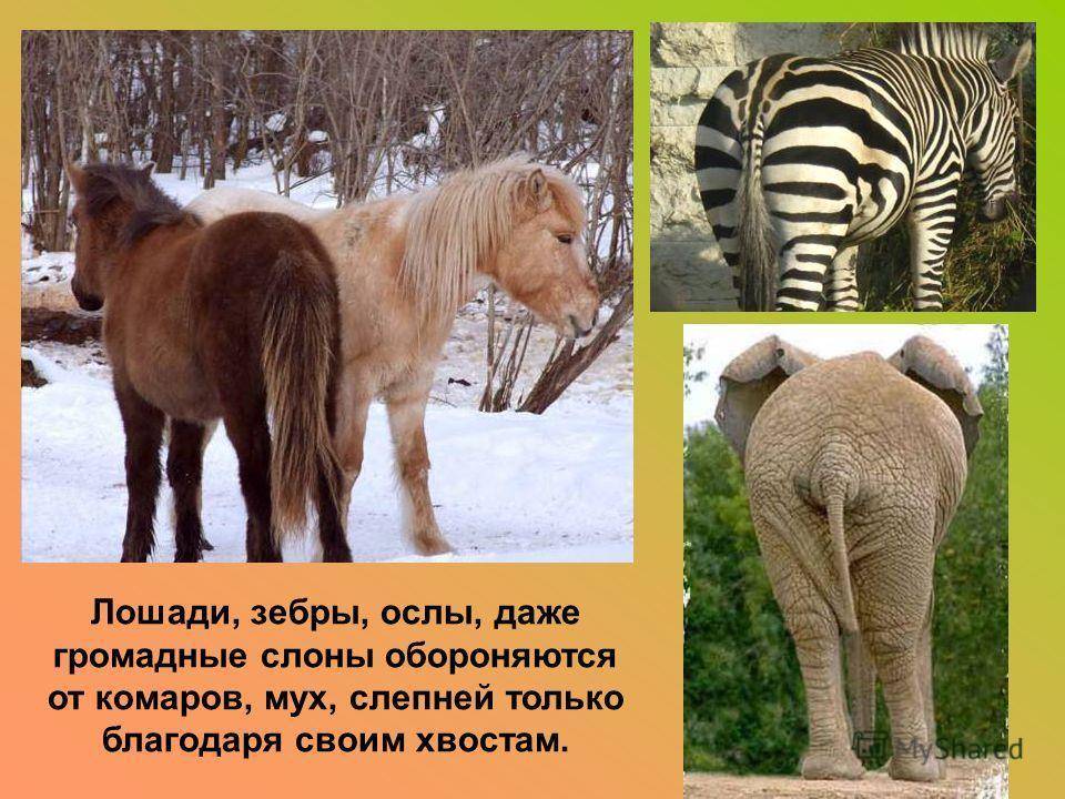 Есть ли у человека хвост проект 4 класс