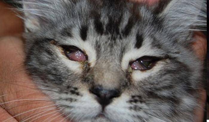 Конъюнктивит у кошек  симптомы и лечение болезни глаз у котов. виды вируса
