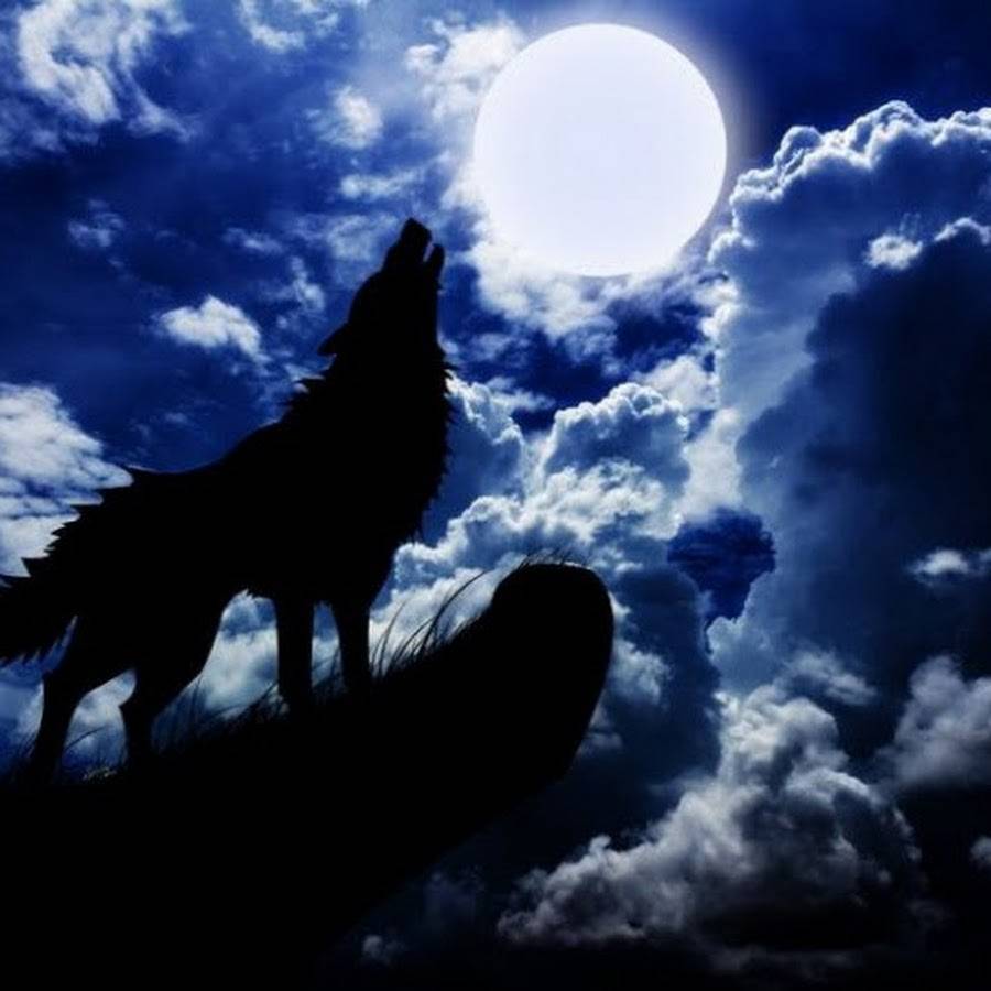 Почему волки воют на луну