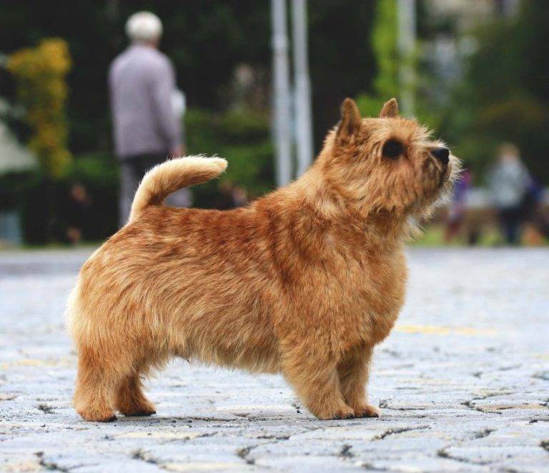 Собаки породы норвич-терьер: фото, описание породы, стандарты, характер, уход, чем кормить, болезни