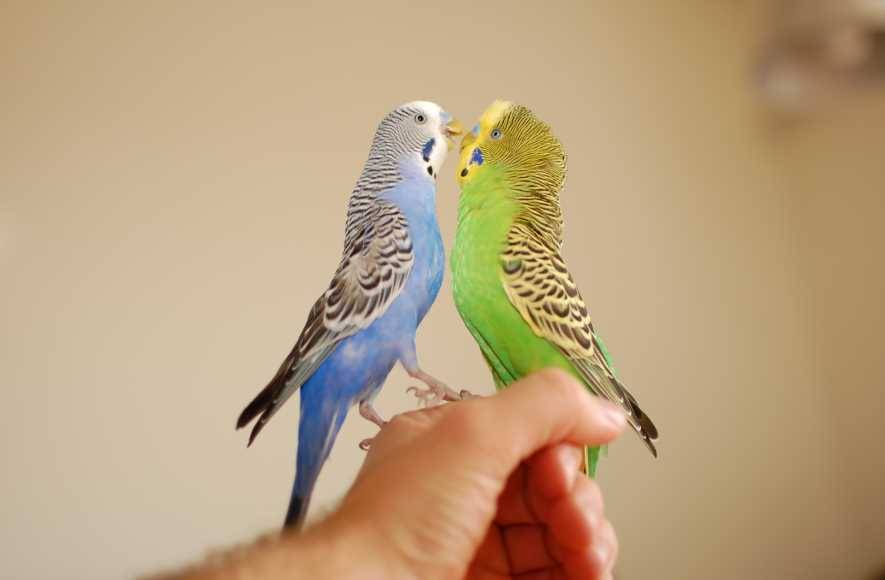 Волнистые попугаи: выбор и уход, содержание и кормление домашнего попугая, обустройство жилья для попугая