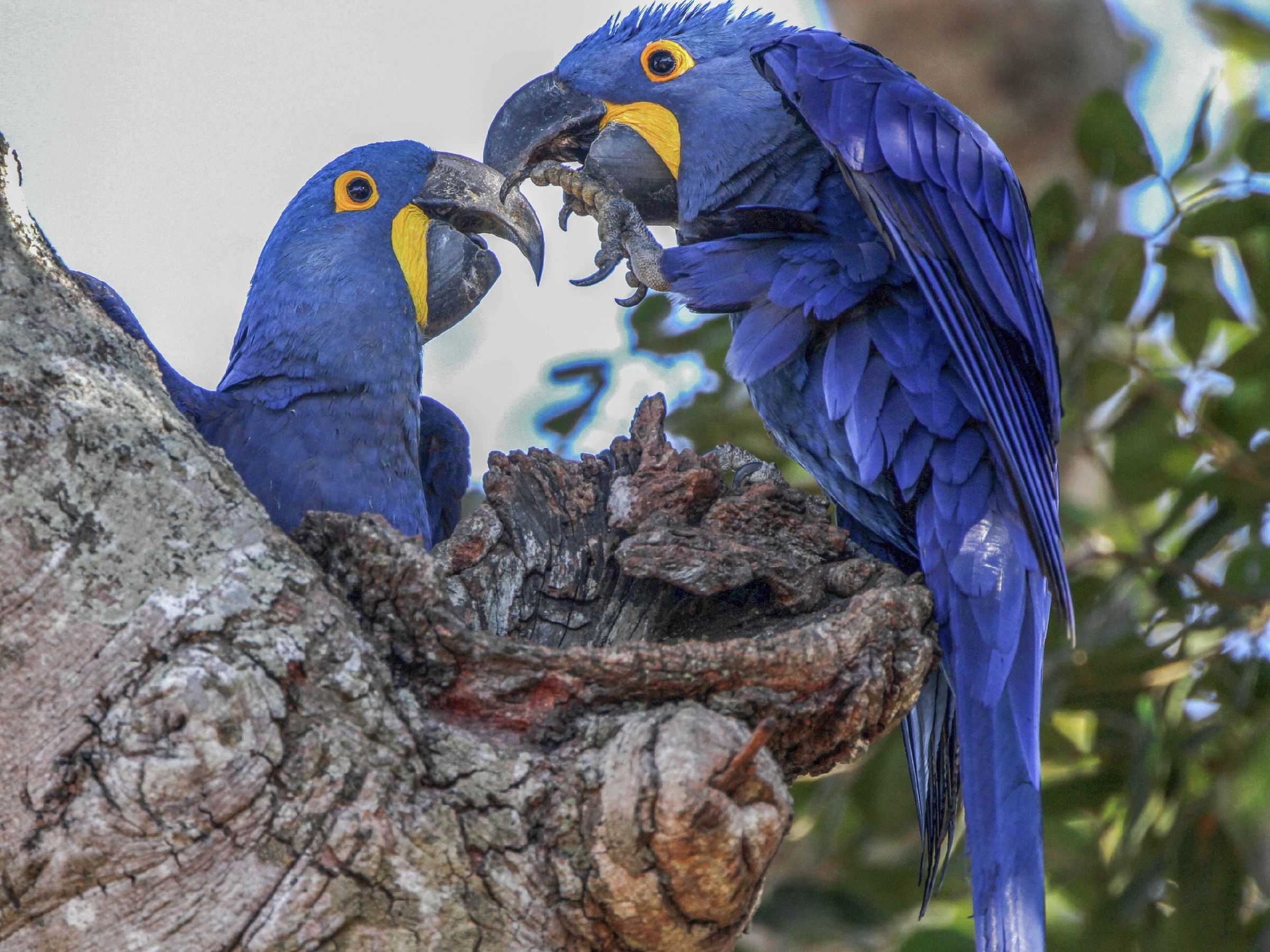 Виды попугаев ара: описание, фото, распространение | zoodom