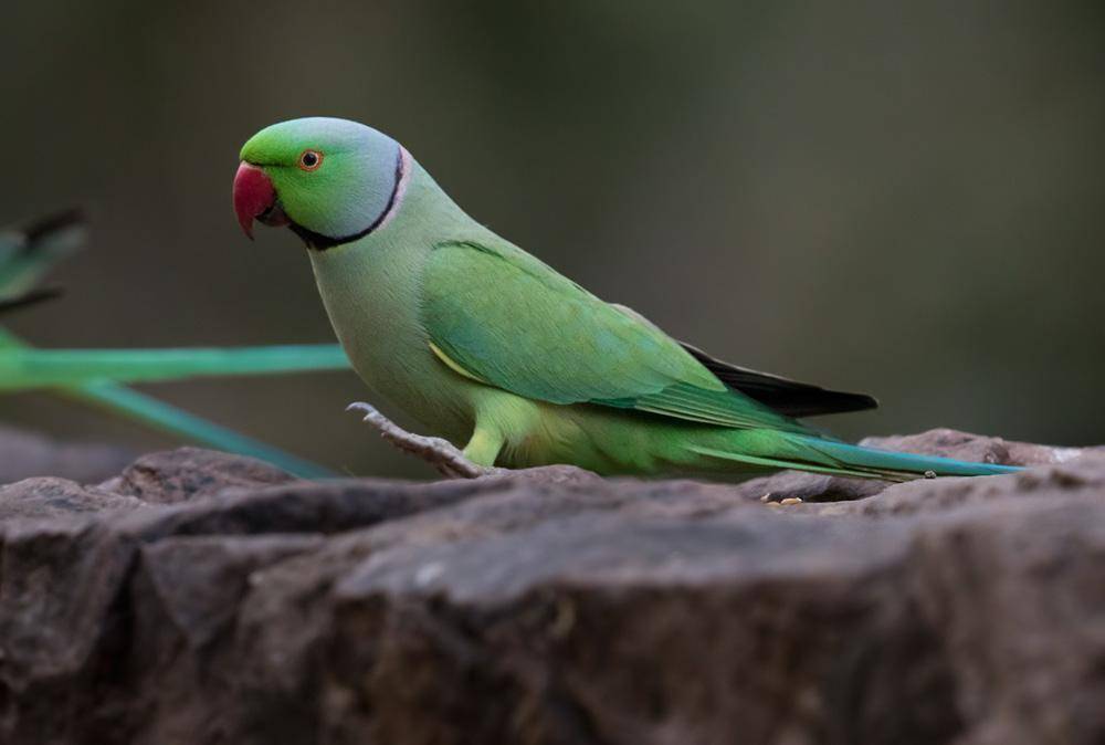 Ожереловый попугай крамера: уход и содержание индийского кольчатого попугая, как приручить к рукам и научить говорить