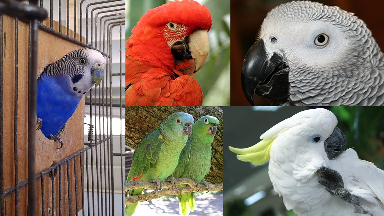 Сколько попугаев в мире