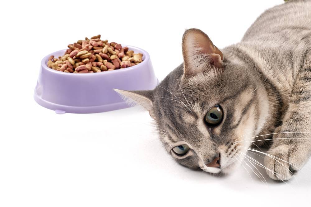 Можно ли кормить собаку кошачьим кормом, ответ врача