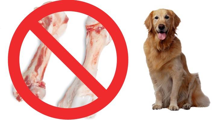 Кости для собаки – польза или вред?