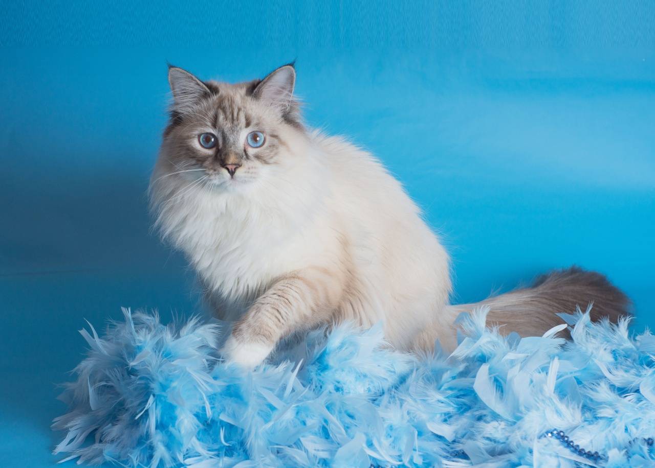 Невская маскарадная: порода петербургских кошек с необычным окрасом