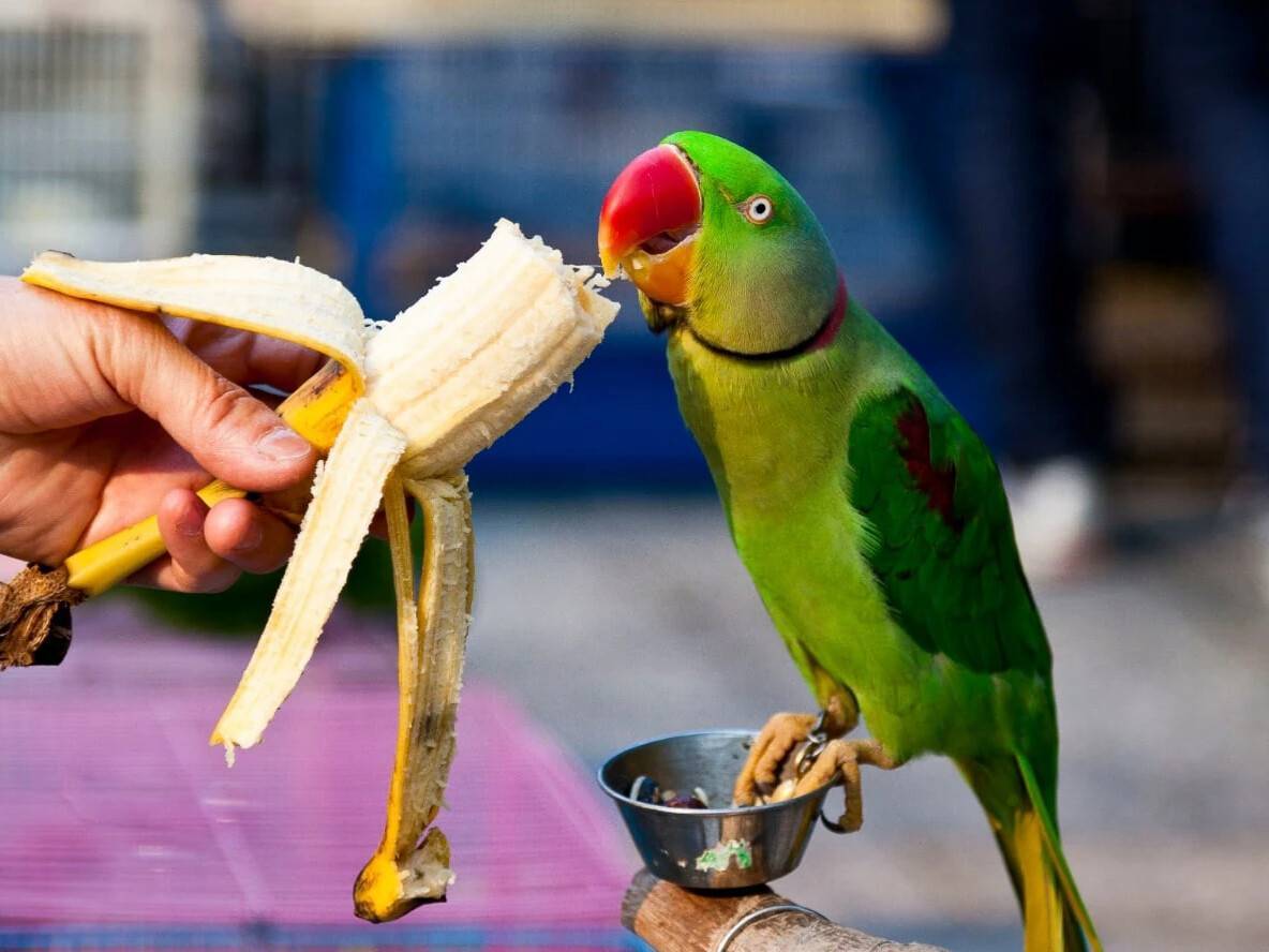 Какие фрукты можно давать попугаю | как приучить попугая к фруктам