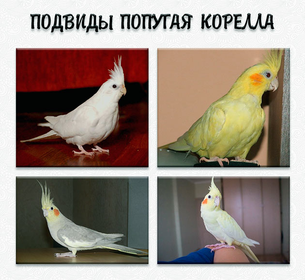 Попугай корелла | описание, питание, размножение, уход в домашних условиях - kotiko.ru