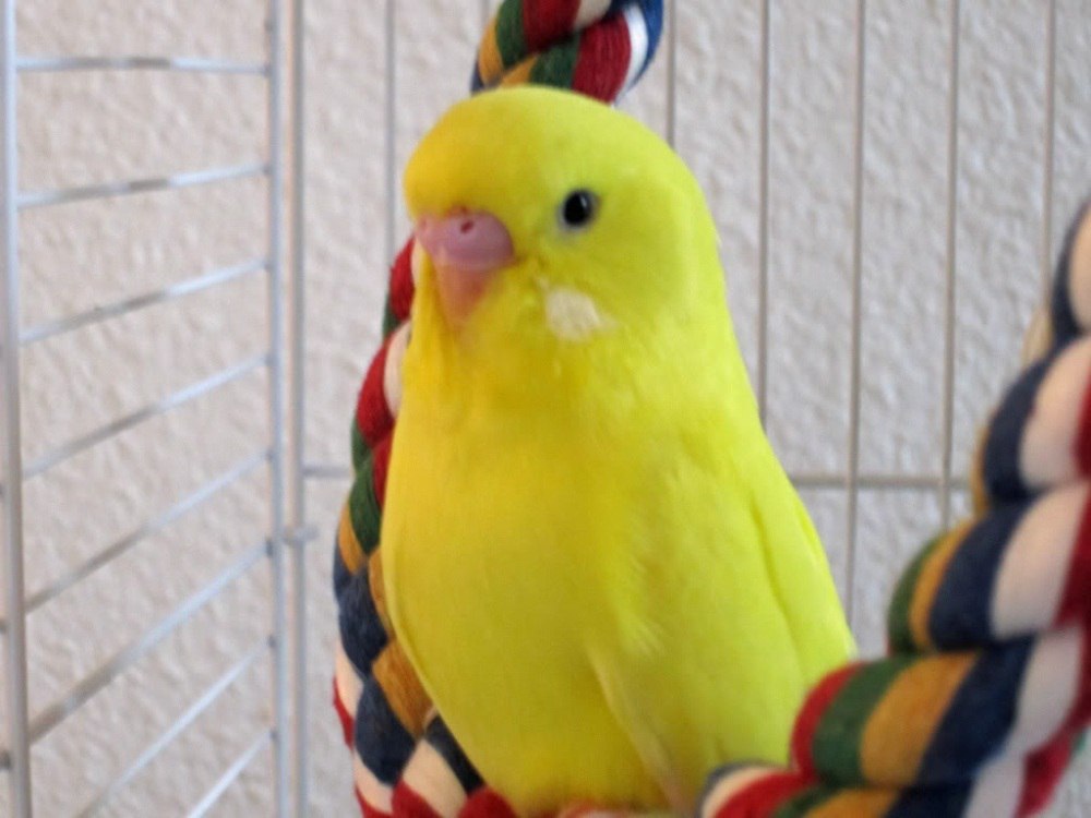 Желтый попугай лютино: описание, уход и содержание, разведение, фото