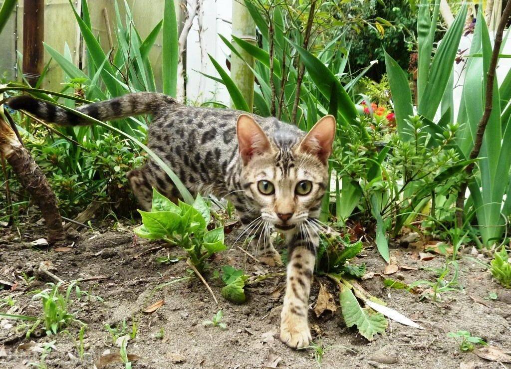 Выращивание породистых кошек: кейс, опыт по разведению бенгальских кошек
