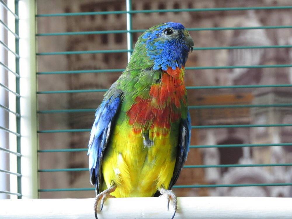 Разновидности волнистых попугайчиков