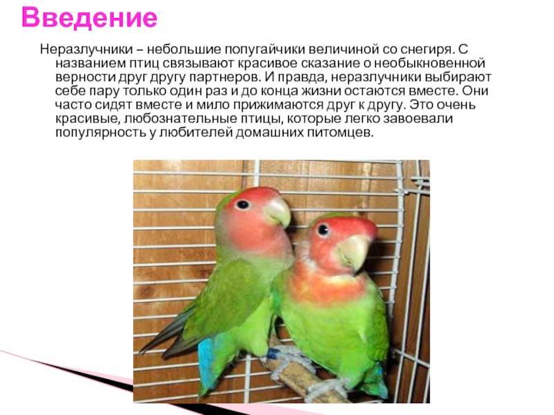 Попугаи неразлучники: фото, описание, уход и содержание неразлучников