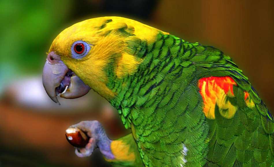 Топ-20 самых интересных фактов о попугаях