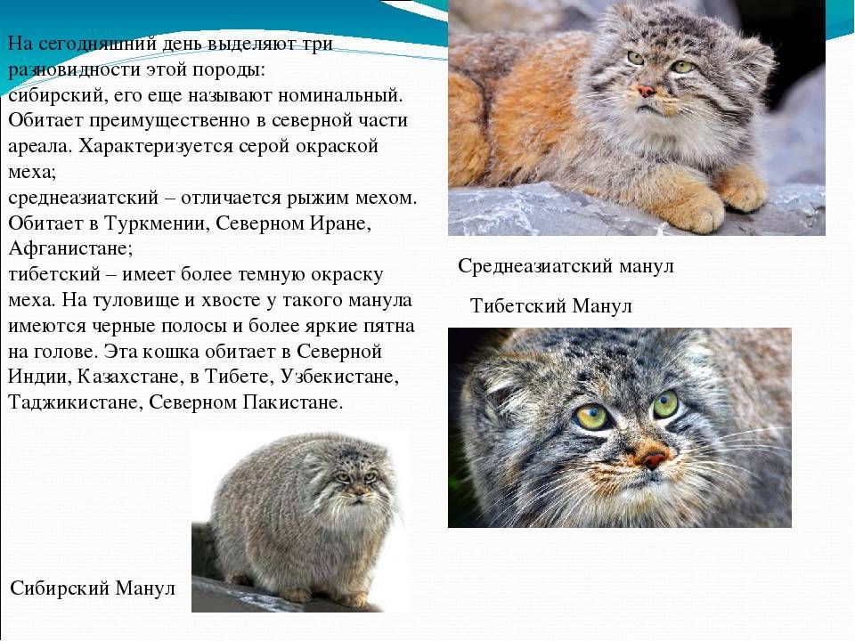 Манул: описание породы и внешний вид дикой кошки с фото, среда обитания и особенности питания
