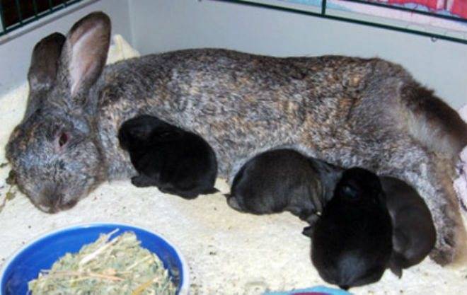 Выкармливание крольчат без крольчихи: чем и как кормить, уход за отъемышами