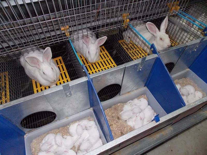 Содержание и разведение кроликов в домашних условиях :: syl.ru