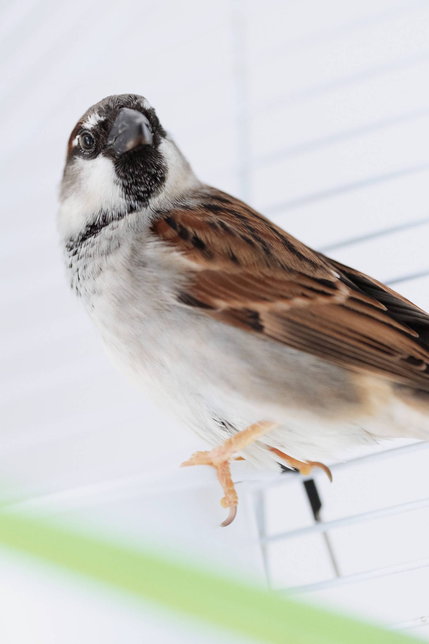 Птица воробей: фото и описание, виды, голос, видео, приметы, интересные факты