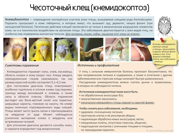 Разновидности клещей у волнистого попугая, симптомы и методы лечения