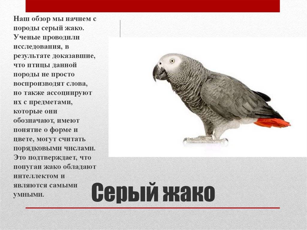 Попугай жако: описание птицы, виды, характер
