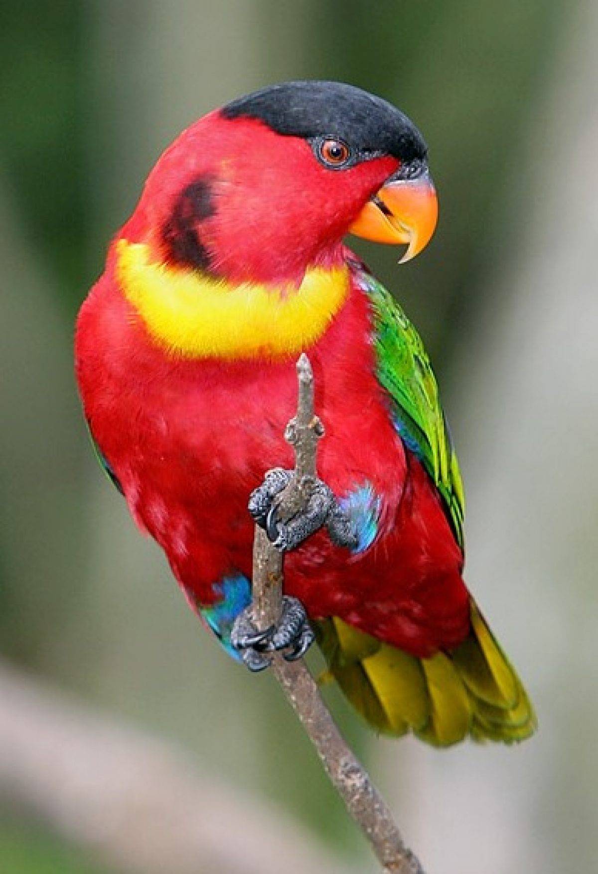 Говорящие попугаи — компаньоны и друзья: породы и уход