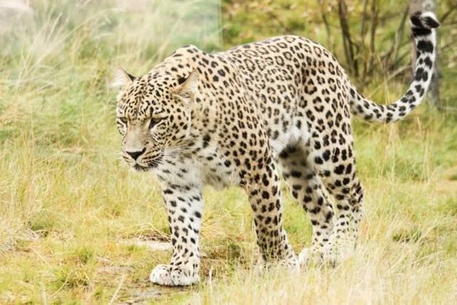 Леопард: среда обитания, образ жизни и особенности поведения | планета животных