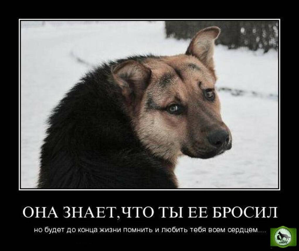 ᐉ какой запах не любят собаки? - zoomanji.ru