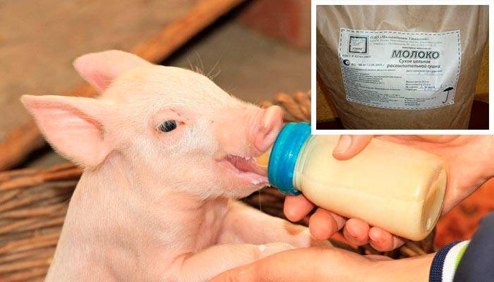 Как выкормить новорожденных поросят без свиноматки — правила и рацион питания