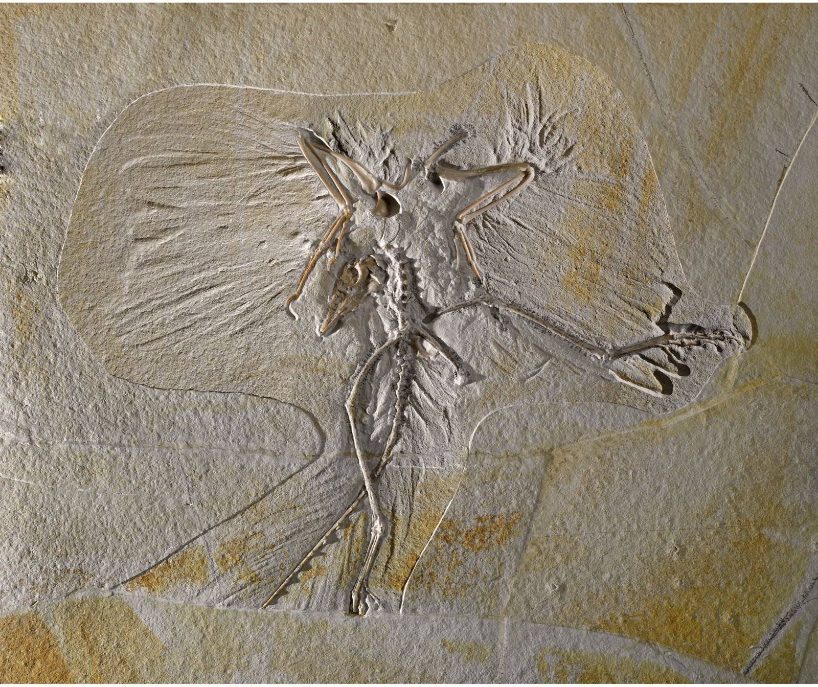 Археоптерикс: птица или древнее пресмыкающееся? фото, рисунки, строение животного