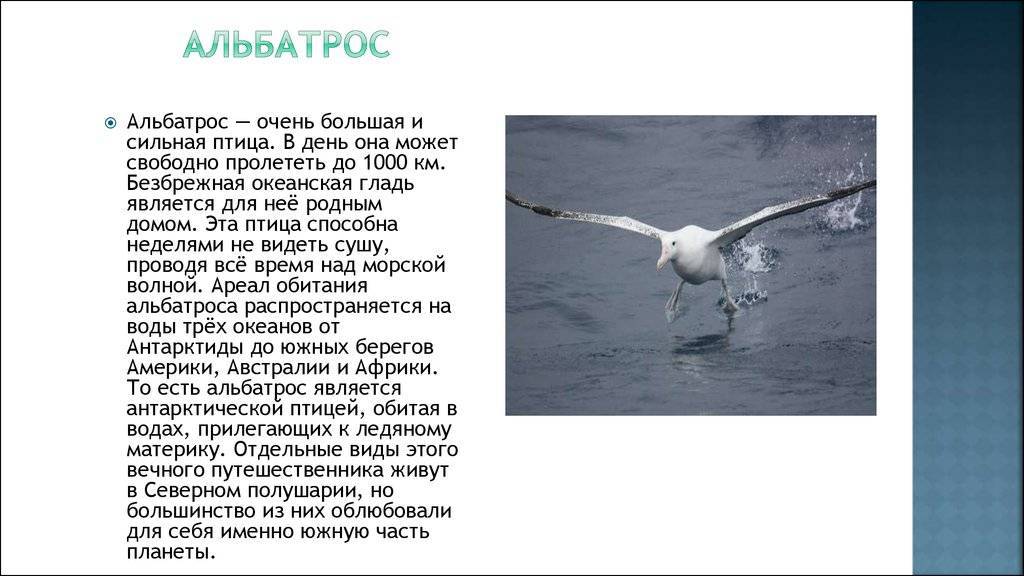 Альбатрос – фото, описание, ареал обитания, питание, размножение | golubevod.net