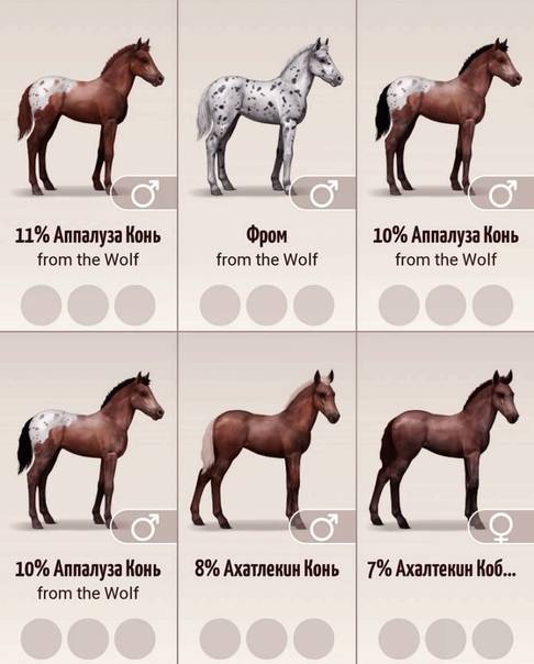Особенности и правила подбора кличек для лошадей