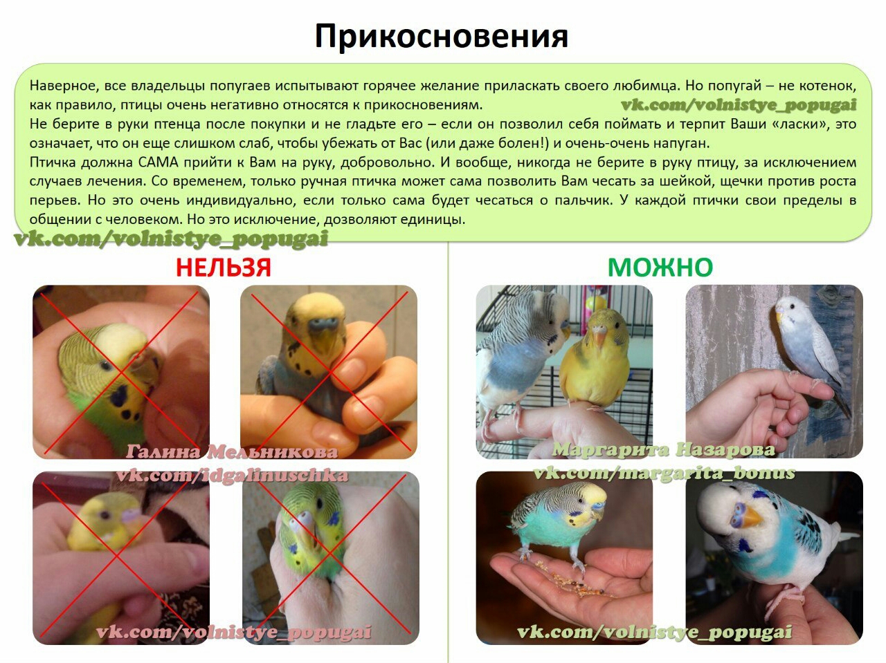 Как приручить ожерелового попугая к рукам: процесс приручения взрослого попугая в 5 месяцев, приручение за 30 минут или 3 часа