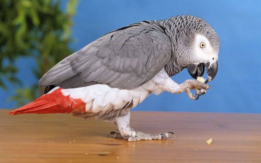ᐉ самый умный попугай в мире порода – самая умная домашняя птица - zooshop-76.ru