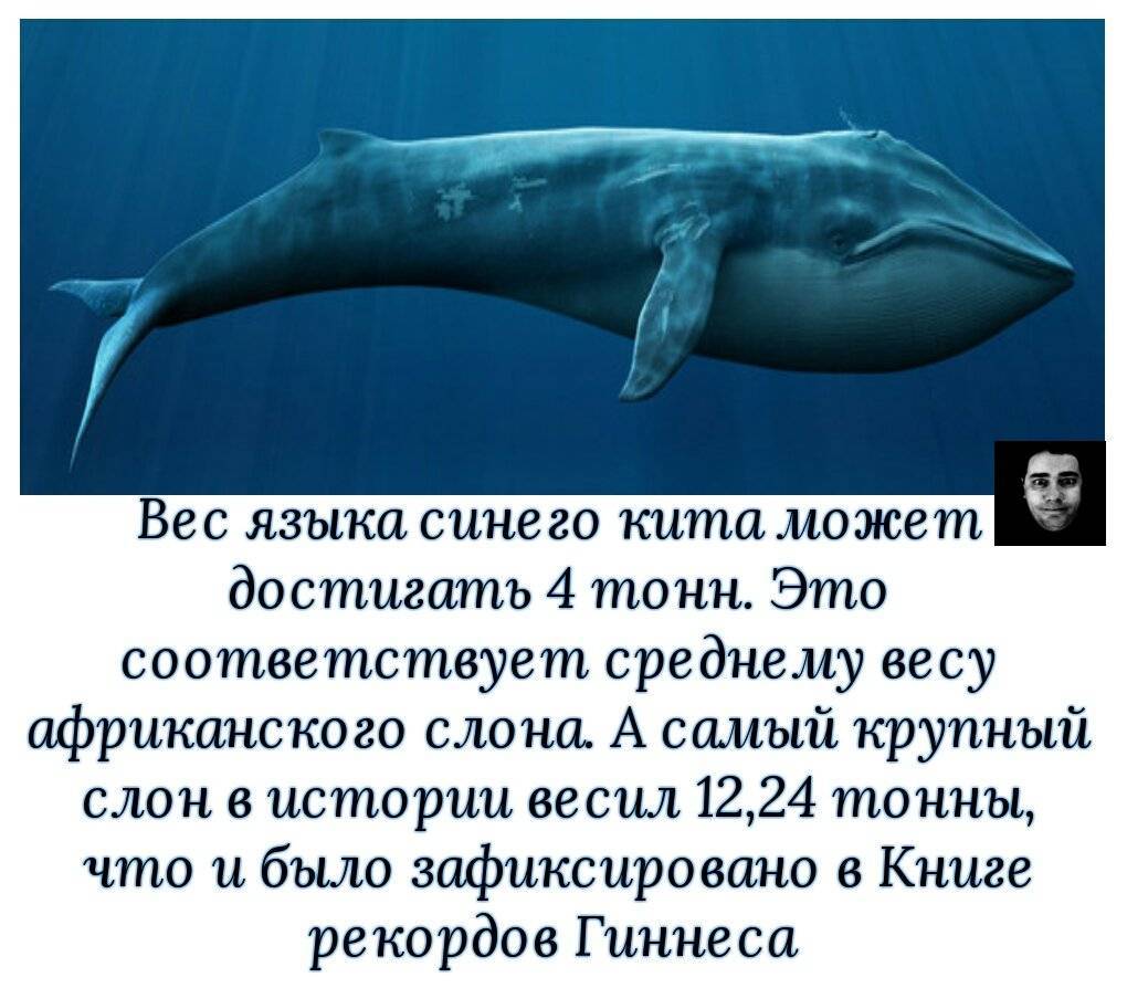 Топ 10: самые большие киты в мире