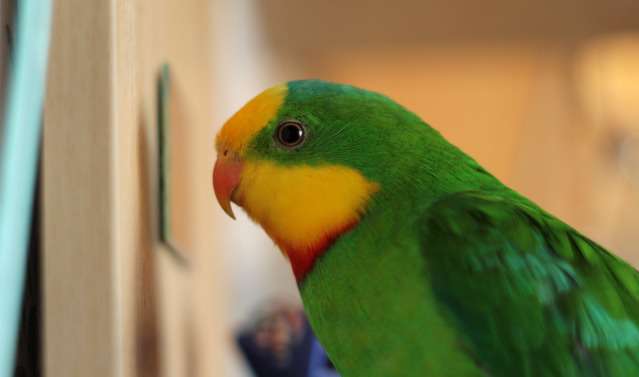 Барнардовый попугай – особенности разведения декоративного вида, характерные черты