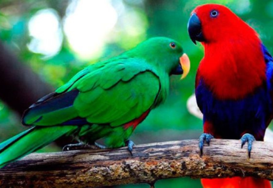Благородный зелёно-красный попугай (эклектус) - описание вида, фото