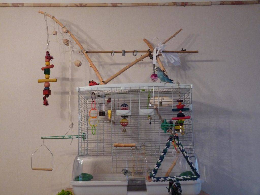 Развивающие игрушки для попугаев: мастер-класс по изготовлению своими руками с фото