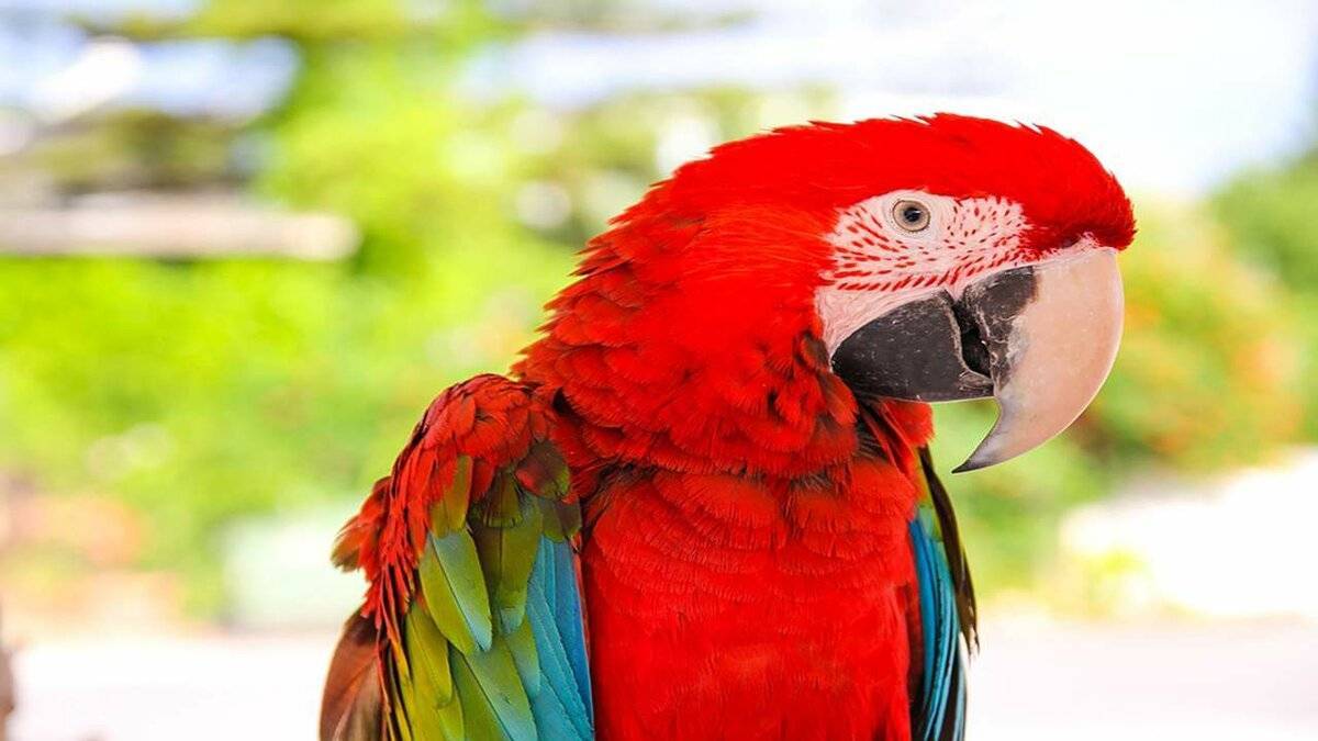 Интересные факты о попугаях, способности птиц