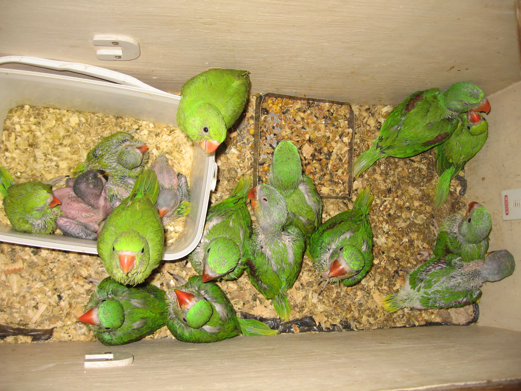 Ожереловый попугай — разведение вида