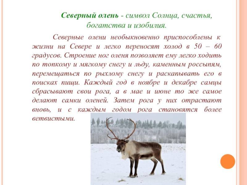 Выгодно или нет разведение северных оленей как бизнес в россии?