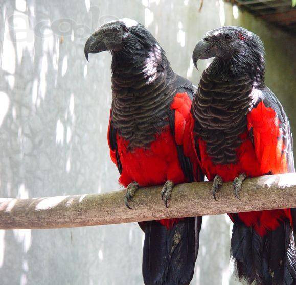 Какие попугаи самые дорогие и редкие в мире