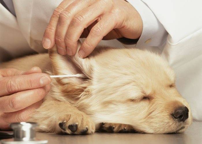 Ушной клещ у собак: как выглядит и передается, препараты для лечения | petguru
