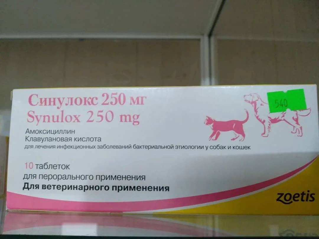 Применение антибиотика синулокс при лечении инфекций у кошек