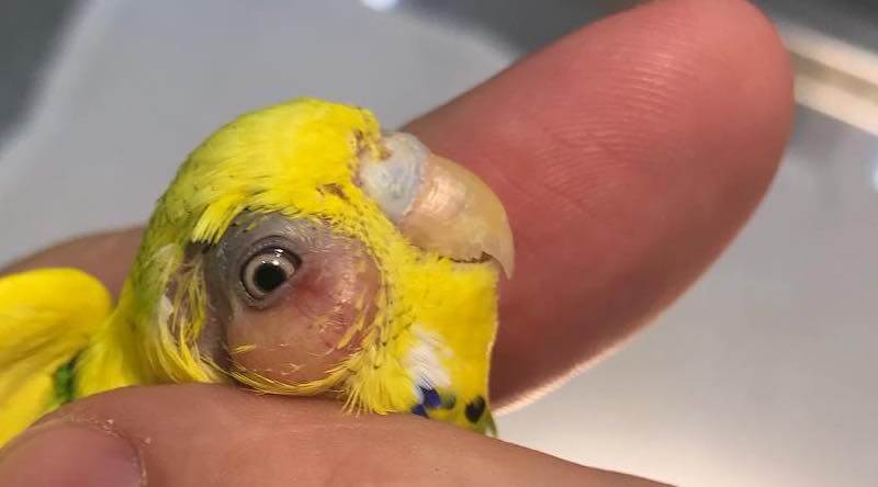 Болезни попугаев волнистых: их фото и симптомы, как предотвратить заболевания