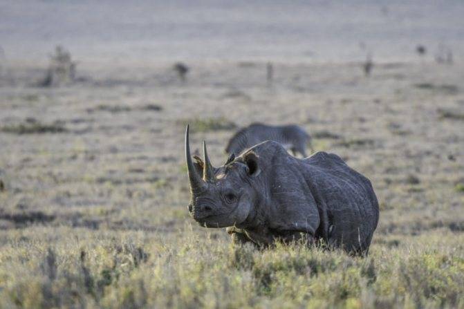 Носорог: описание животного, где обитает, чем питается