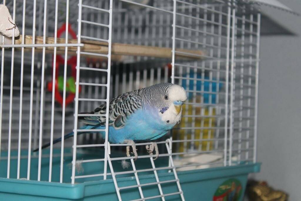 Содержание и уход за волнистыми попугаями в домашних условиях