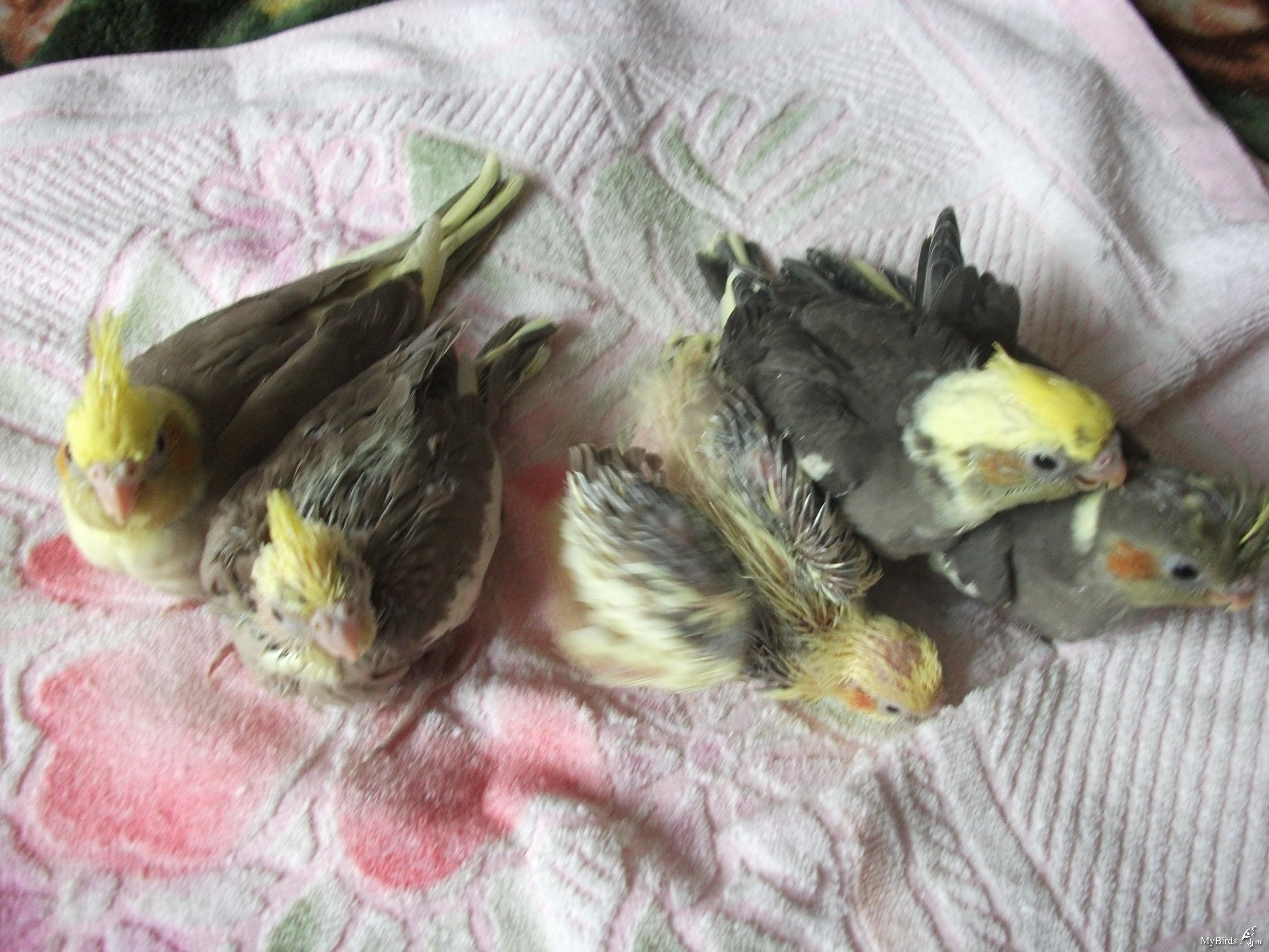 Размножение корелл в домашних условиях: как разводить попугаев дома